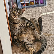 Bartholomew joined the competition — help win amazing prizes! animal, carpet, cat, cozy, crate, curious, feline, fur, home, indoor, looking_at_camera, pet, playful, raised_leg, relaxed, striped, tabby, toys, whiskers, yellow_eyes