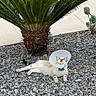 Prince participe au concours pour gagner de l'argent avec cette photo : cat, pet, animal, feline, cone, recovery, veterinary, outdoor, garden, gravel, palm_tree, plants, landscaping, cream_fur, striped_tail, lying_down, collar, portrait, photography, funny