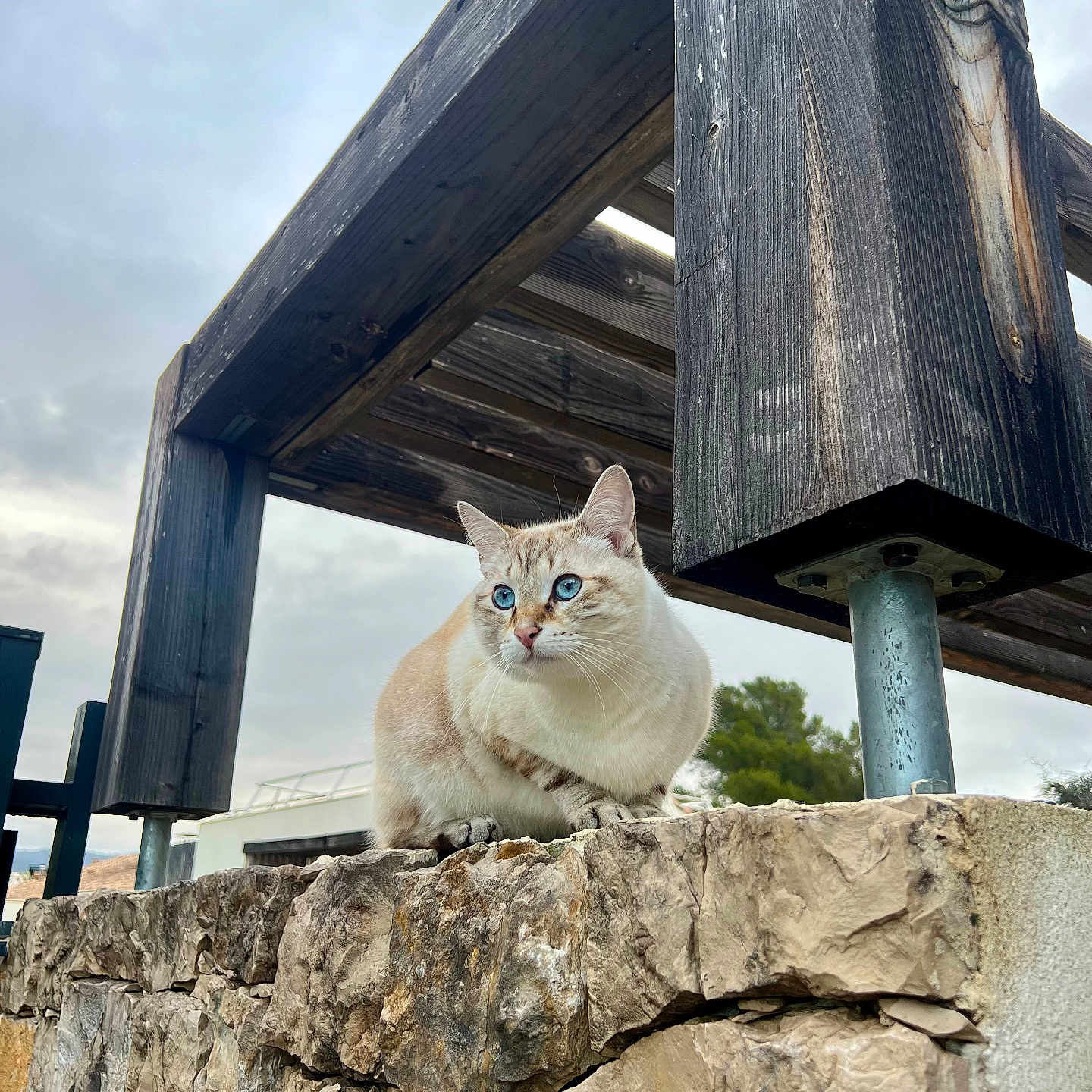 Prince participe au concours pour gagner de l'argent avec cette photo : cat, blue_eyes, cream_fur, tabby_markings, animal, pet, sitting, outdoor, stone_wall, wooden_structure, weathered_wood, rustic, architecture, portrait, close_up, whiskers, ears, paws, cloudy_sky, nature