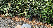 Prince participe au concours pour gagner de l'argent avec cette photo : cat, pet, animal, feline, cream_fur, blue_eyes, protective_cone, elizabethan_collar, outdoor, garden, gravel, foliage, hedge, leaves, nature, sitting, looking_at_camera, portrait, vertical_photo, recovery