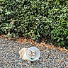 cat, pet, animal, feline, cream_fur, blue_eyes, protective_cone, elizabethan_collar, outdoor, garden, gravel, foliage, hedge, leaves, nature, sitting, looking_at_camera, portrait, vertical_photo, recovery