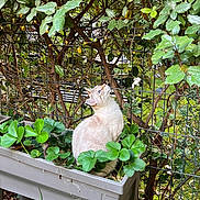 Prince a rejoint le concours — aidez-le/la à gagner de superbes lots ! cat, feline, blue_eyes, white_fur, cream_fur, sitting, outdoor, garden, strawberry_plants, planter, leaves, foliage, trellis, vines, branches, nature, animal_portrait, looking_up, backyard, daylight