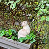 cat, feline, blue_eyes, white_fur, cream_fur, sitting, outdoor, garden, strawberry_plants, planter, leaves, foliage, trellis, vines, branches, nature, animal_portrait, looking_up, backyard, daylight