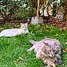 Prince a rejoint le concours — aidez-le/la à gagner de superbes lots ! cat, cats, pet, feline, fluffy, long_hair, gray_cat, cream_cat, grass, garden, backyard, outdoors, nature, greenery, leaves, lying_down, sitting, whiskers, yellow_eyes, animal_portrait