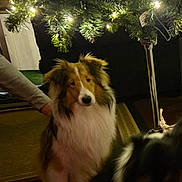 Zildjian joined the competition — help win amazing prizes! animal, black, brown, canine, carpet, christmas_tree, companion, cozy, decor, dog, festive, fur, holiday_decorations, home, indoor, lights, pet, shetland_sheepdog, tree_stand, white