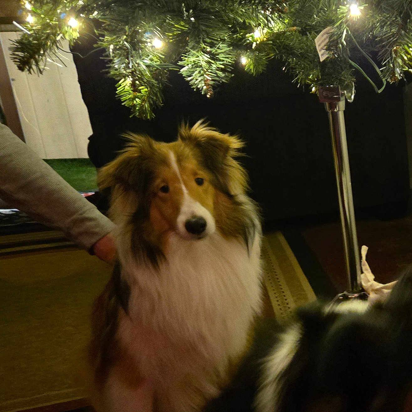 Zildjian joined the competition — help win amazing prizes! animal, black, brown, canine, carpet, christmas_tree, companion, cozy, decor, dog, festive, fur, holiday_decorations, home, indoor, lights, pet, shetland_sheepdog, tree_stand, white