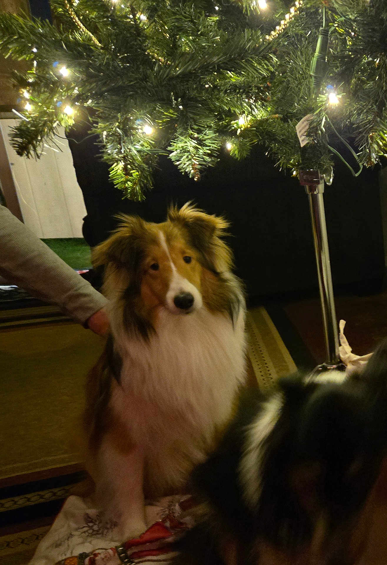 Zildjian joined the competition — help win amazing prizes! animal, black, brown, canine, carpet, christmas_tree, companion, cozy, decor, dog, festive, fur, holiday_decorations, home, indoor, lights, pet, shetland_sheepdog, tree_stand, white