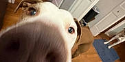 Odin is registered to the contest to win money with this photo: dog, nose, closeup, distorted_perspective, brown_dog, white_dog, floor, wooden_floor, kitchen, cabinet, door, mat, indoor, pet, animal, curious, home, household, background_dog, room
