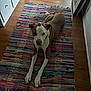dog, brown_and_white, lying_down, rug, wood_floor, indoor, pet, canine, curious, resting, home, colorful, texture, furniture, natural_light, domestic, animal, flooring, relaxed, quiet