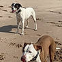 Blu is registered to the contest to win money with this photo: dog, beach, sand, water, sea, ocean, sunny, outdoor, animal, pet, canine, collar, playful, happy, tongue, two_dogs, nature, shoreline, daylight, summer
