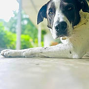 Blu is registered to the contest to win money with this photo: dog, black_and_white, laying_down, floor, porch, outdoor, greenery, blurred_background, calm, pet, animal, mammal, canine, relaxed, close_up, face, paw, fur, domestic, companion