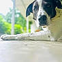 dog, black_and_white, laying_down, floor, porch, outdoor, greenery, blurred_background, calm, pet, animal, mammal, canine, relaxed, close_up, face, paw, fur, domestic, companion