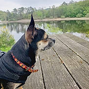 Opium a rejoint le concours — aidez-le/la à gagner de superbes lots ! accessories, animal, boardwalk, bridge, canine, dog, hound, leash, nature, outdoors, pet, pier, plant, port, puppy, strap, tree, water, waterfront, wood