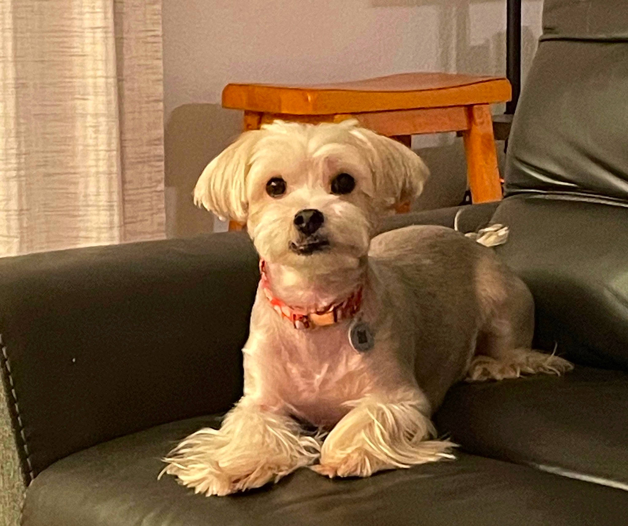 Junior joined the competition — help win amazing prizes! carnivore, chair, club_chair, comfort, companion_dog, couch, dog, dog_breed, dog_clothes, dog_collar, dog_supply, fawn, furniture, pillow, rectangle, small_terrier, sofa_bed, terrier, toy_dog, working_animal