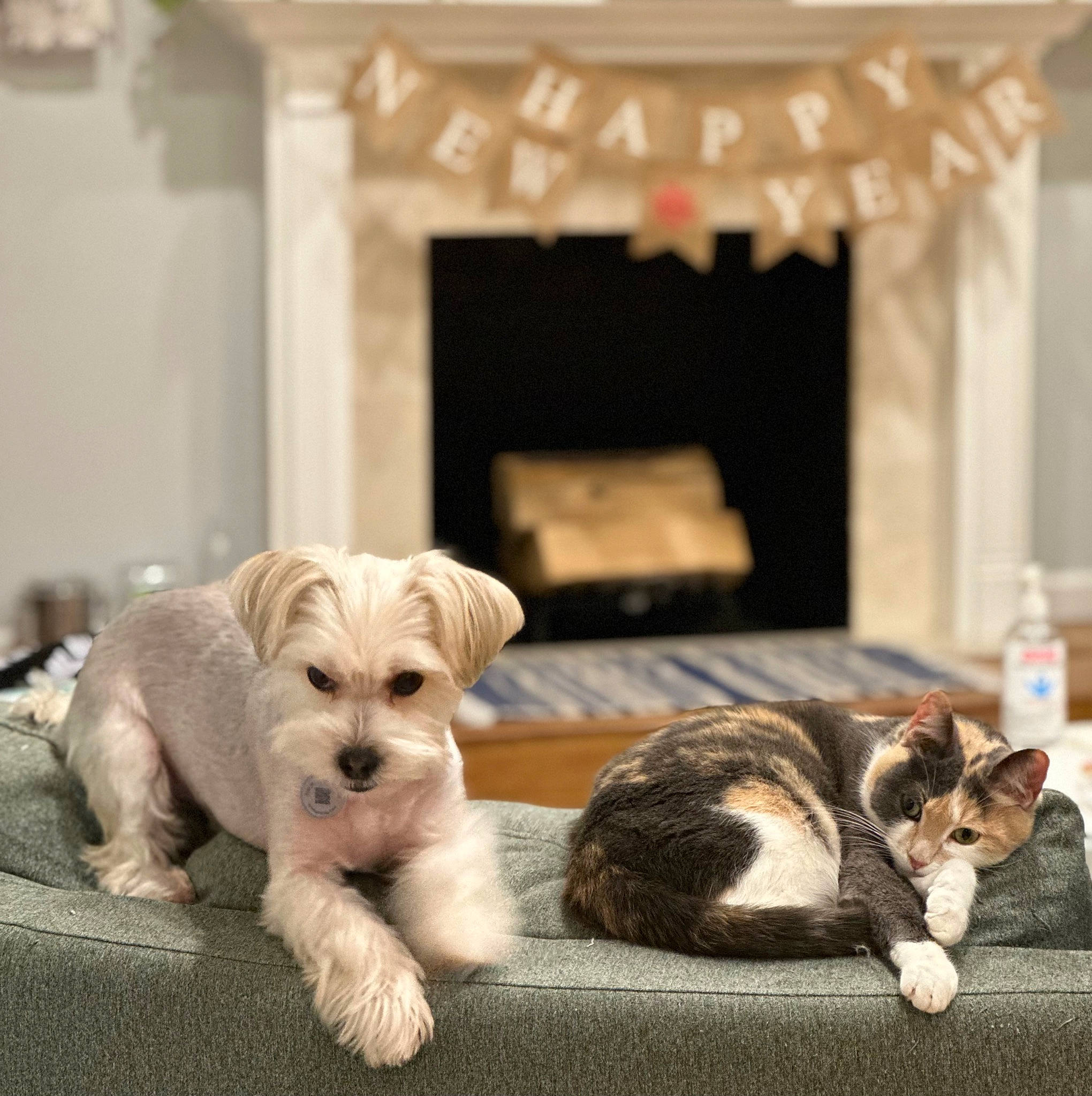 Junior is registered to the contest to win money with this photo: carnivore, cat, comfort, companion_dog, dog, dog_breed, dog_supply, domestic_short_haired_cat, felidae, flooring, fur, room, small_terrier, small_to_medium_sized_cats, snout, sporting_group, toy_dog, whiskers, wood, working_animal