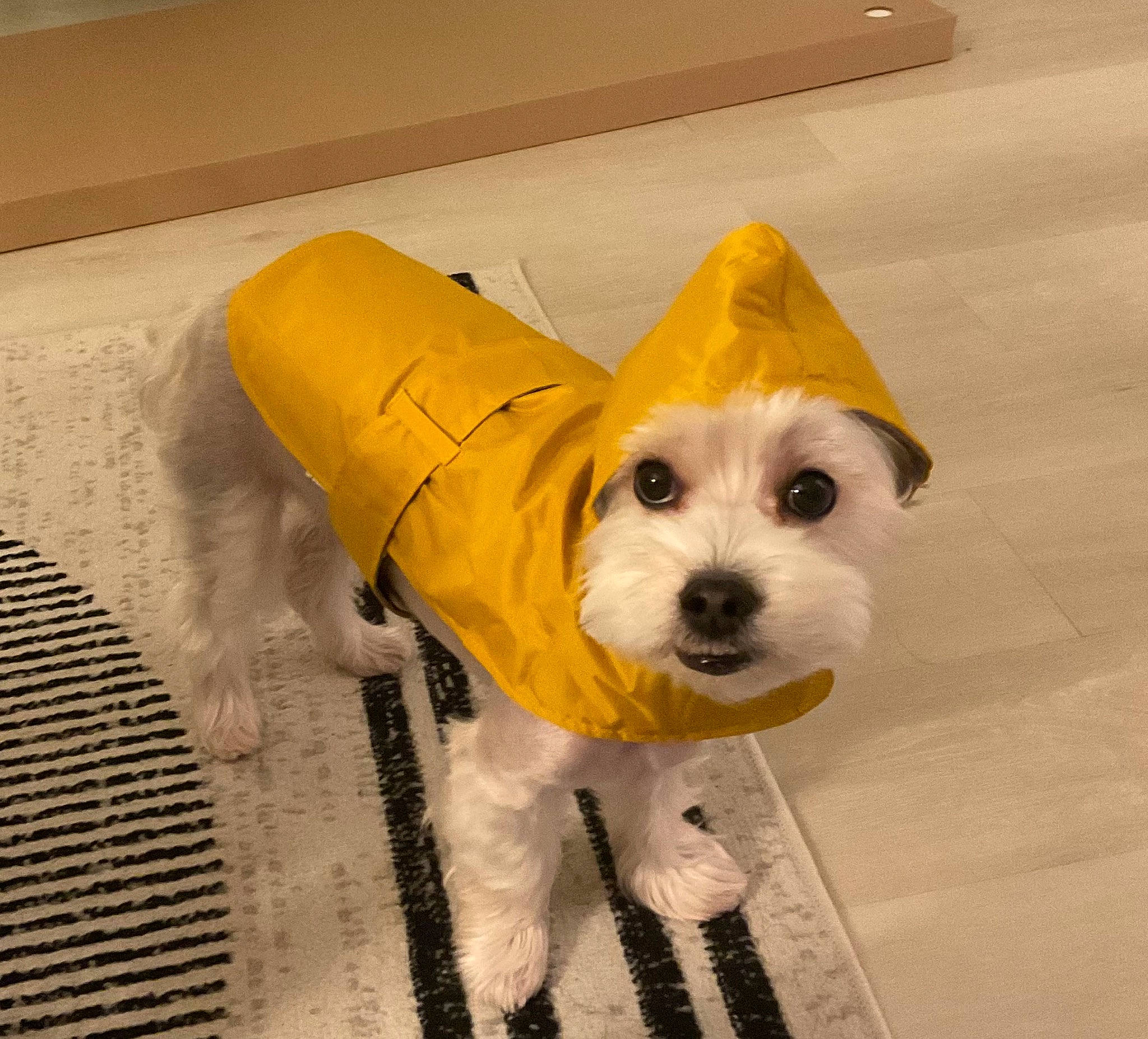 Junior joined the competition — help win amazing prizes! canidae, carnivore, companion_dog, dog, dog_breed, dog_clothes, dog_supply, fashion_accessory, flooring, fur, hat, party_hat, personal_protective_equipment, small_terrier, snout, sporting_group, tail, terrier, toy_dog, working_animal