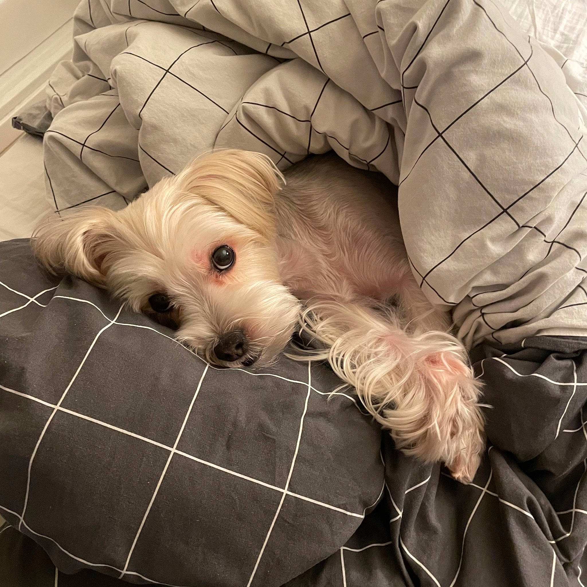 Junior joined the competition — help win amazing prizes! carnivore, comfort, companion_dog, dog, dog_breed, dog_clothes, dog_supply, fawn, fur, liver, mammal, pet_supply, small_terrier, snout, sporting_group, terrier, toy, toy_dog, vertebrate, working_animal