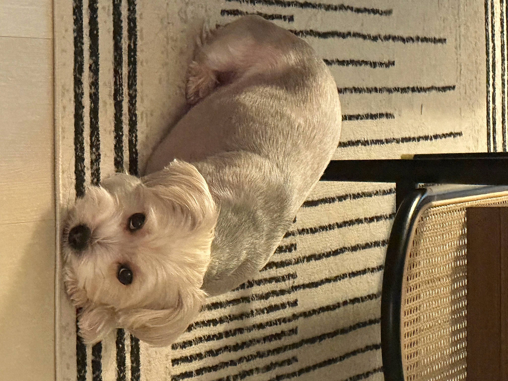 Junior joined the competition — help win amazing prizes! canidae, carnivore, comfort, companion_dog, dog, dog_breed, dog_supply, fawn, line, mesh, monochrome, monochrome_photography, pet_supply, rectangle, small_terrier, snout, sporting_group, terrier, toy_dog, working_animal