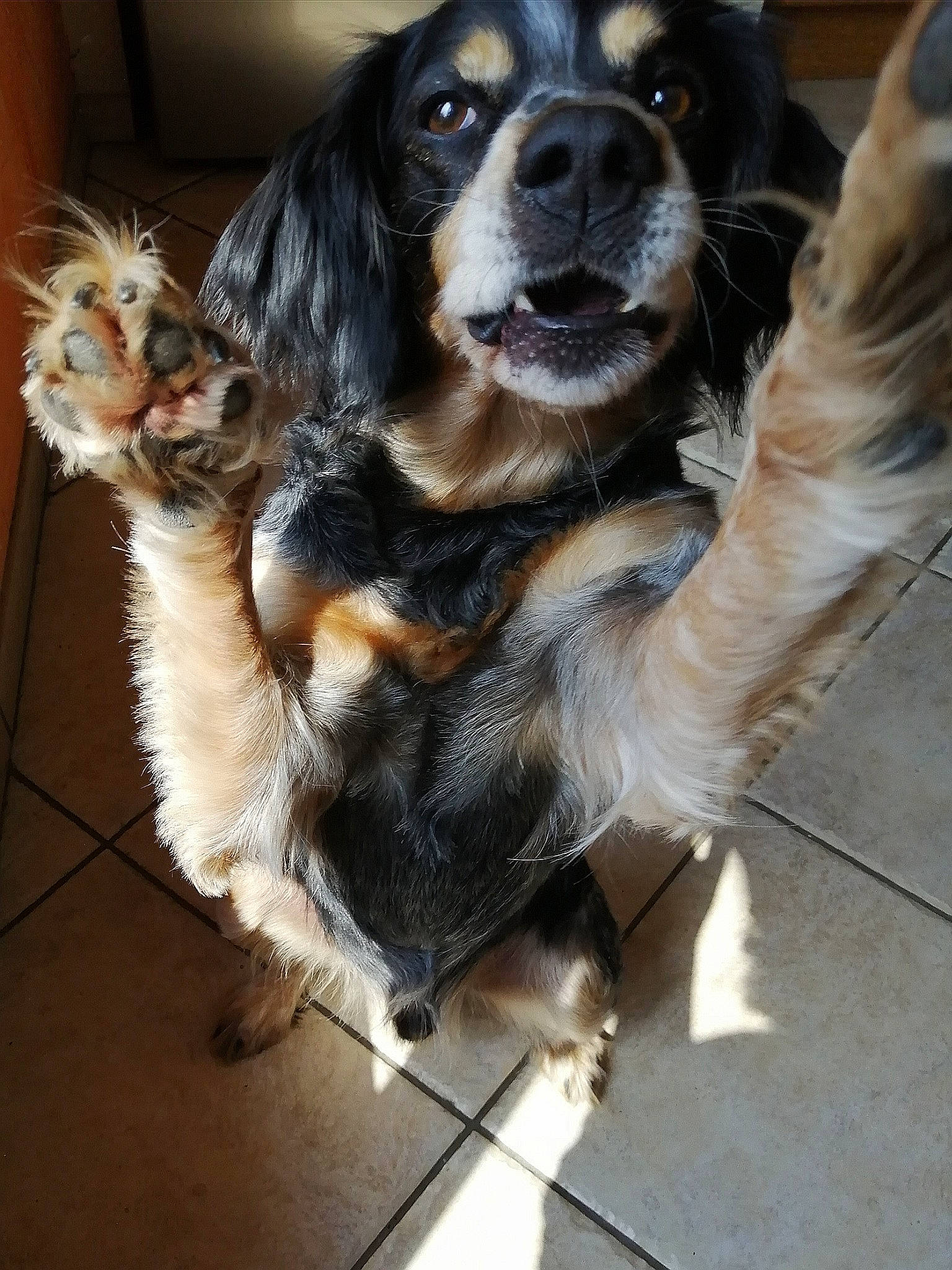 Haron participe au concours pour gagner de l'argent avec cette photo : canidae, carnivore, cavalier_king_charles_spaniel, companion_dog, dog, dog_breed, door, flooring, fur, liver, snout, spaniel, sporting_group, terrestrial_animal, whiskers, working_animal, working_dog