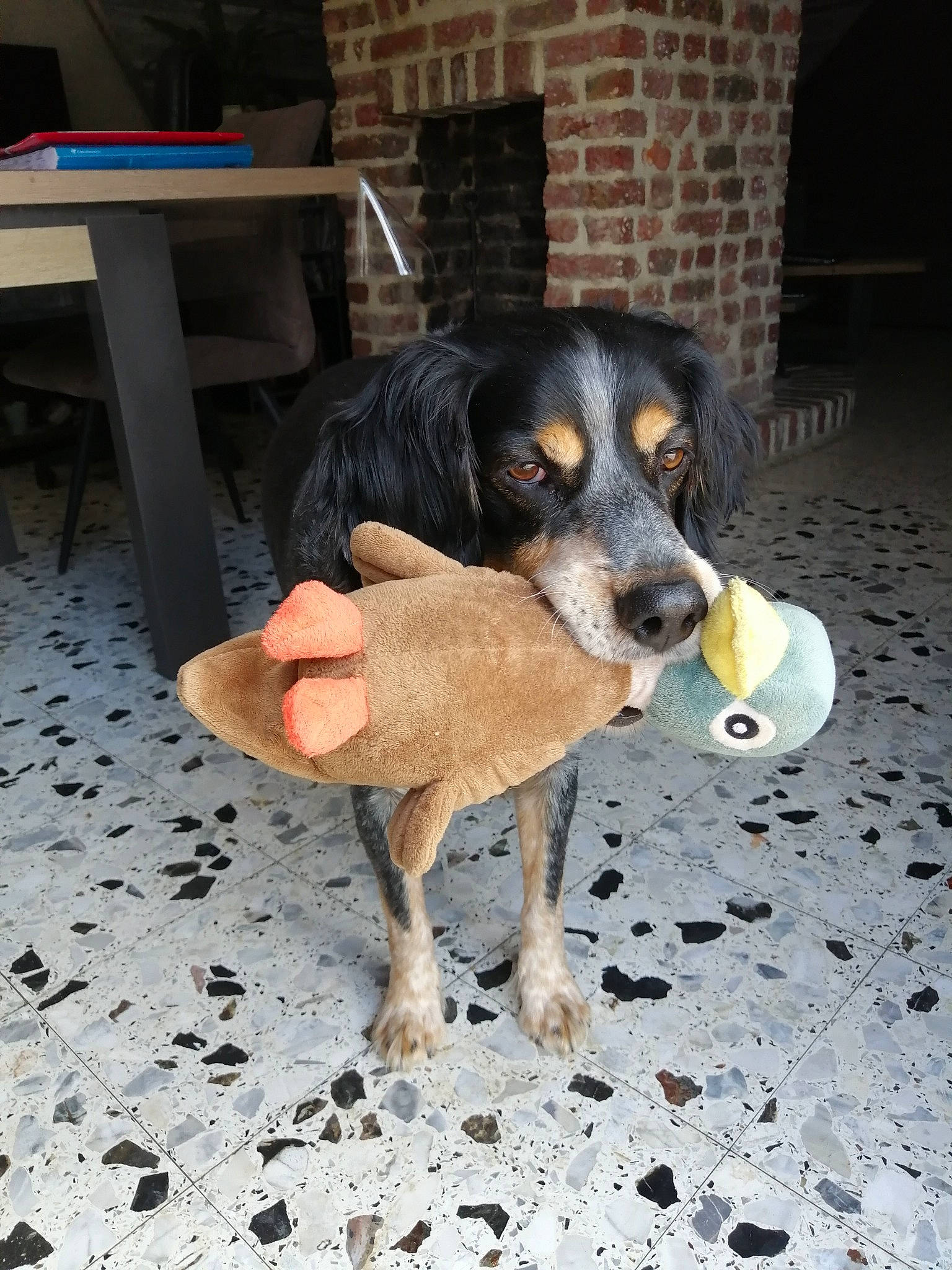 Haron a rejoint le concours — aidez-le/la à gagner de superbes lots ! canidae, carnivore, chair, companion_dog, dog, dog_breed, fawn, flooring, hunting_dog, snout, sporting_group, table, working_animal, working_dog