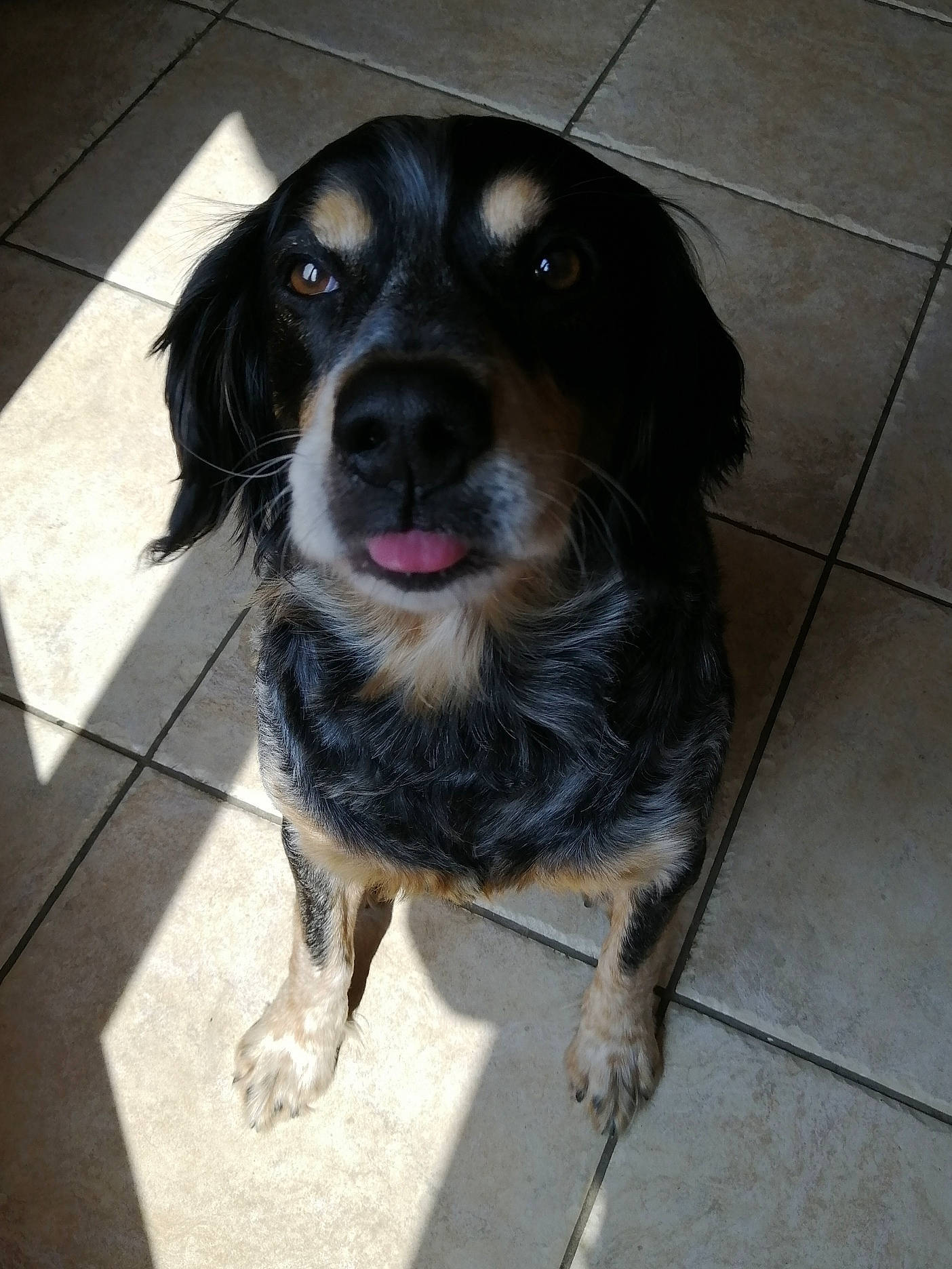 Haron a rejoint le concours — aidez-le/la à gagner de superbes lots ! borador, canidae, carnivore, cocker_spaniel, companion_dog, dog, dog_breed, flooring, fur, gun_dog, hunting_dog, liver, spaniel, sporting_group, terrestrial_animal, whiskers, working_animal, working_dog