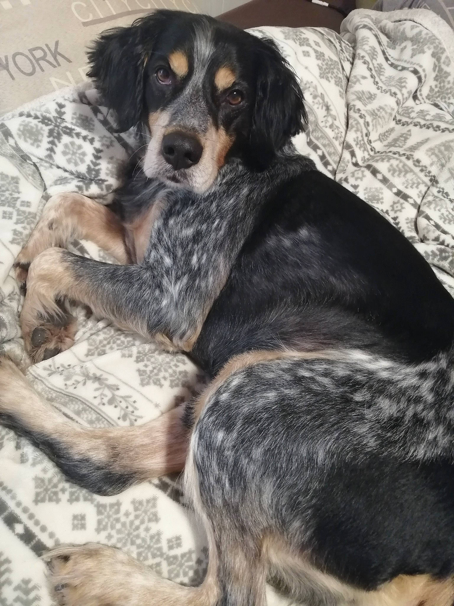 Haron participe au concours pour gagner de l'argent avec cette photo : bored, canidae, carnivore, comfort, companion_dog, dog, dog_breed, fur, hunting_dog, sporting_group, terrestrial_animal, working_animal, working_dog