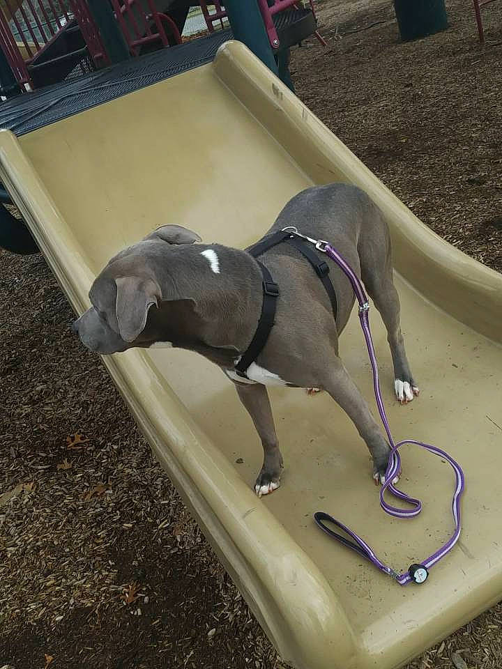 Chico is registered to the contest to win money with this photo: canidae, carnivore, dog, dog_breed, fawn, greyhound, italian_greyhound, pointing_breed, sporting_group, weimaraner, whippet