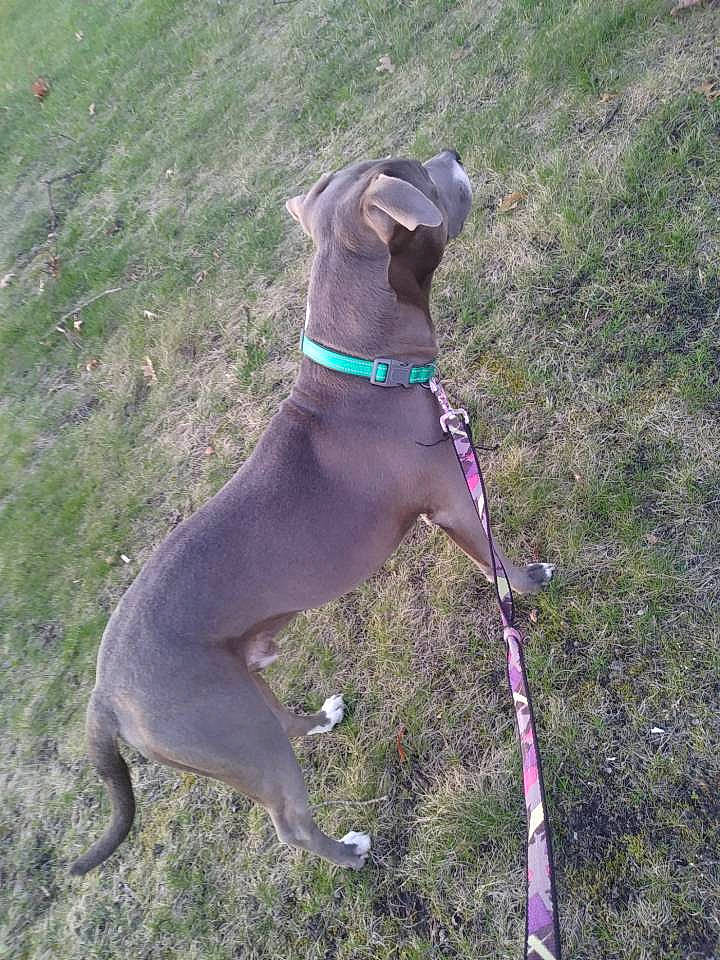 Chico is registered to the contest to win money with this photo: blue_lacy, canidae, carnivore, dog, dog_breed, dog_collar, fawn, greyhound, italian_greyhound, leash, pointing_breed, sporting_group, vertebrate, weimaraner