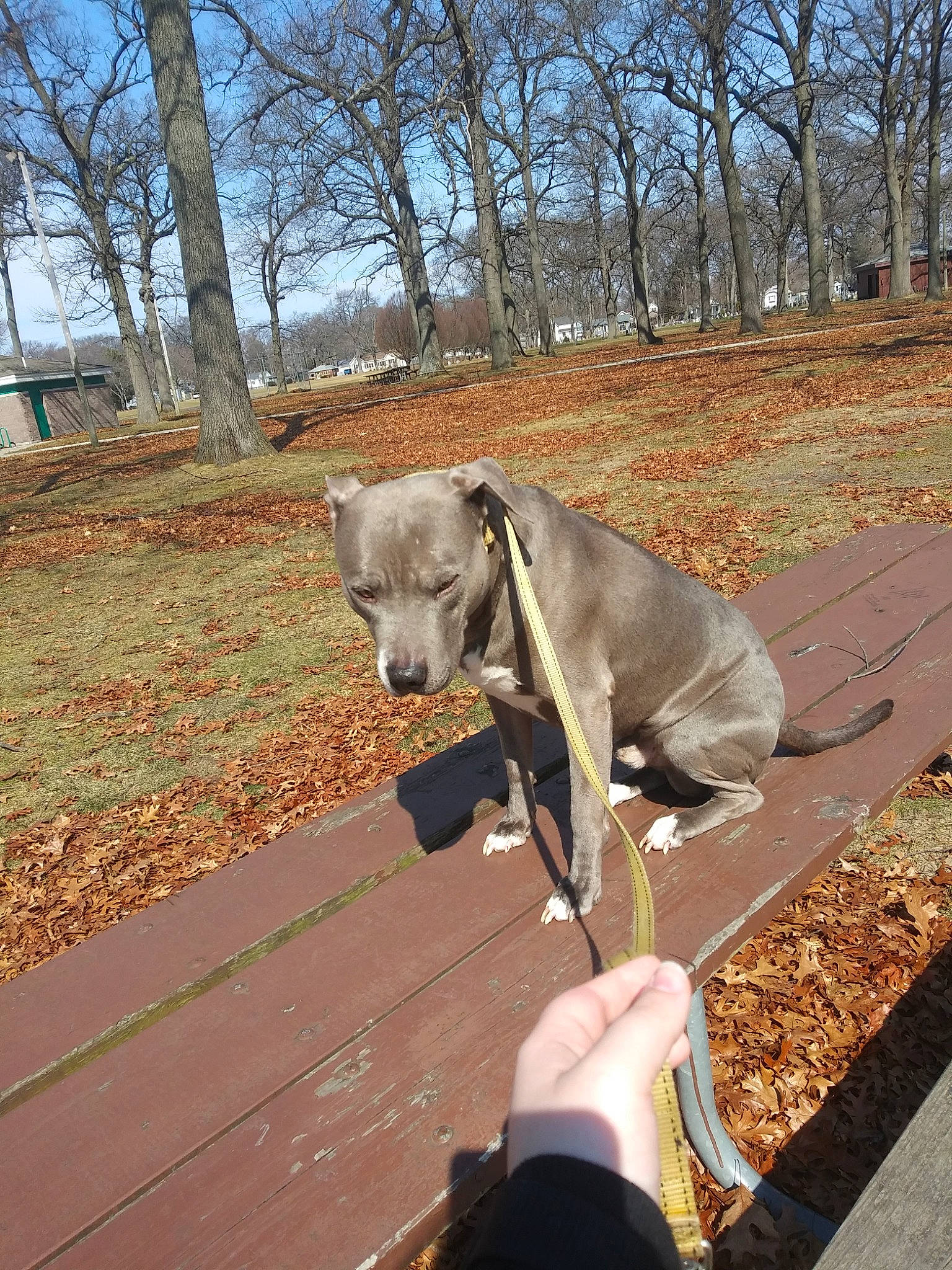 Chico joined the competition — help win amazing prizes! blue_lacy, canidae, carnivore, dog, dog_breed, dog_walking, fawn, galgo_espanol, italian_greyhound, leash, non_sporting_group, snout, sporting_group, tree, weimaraner