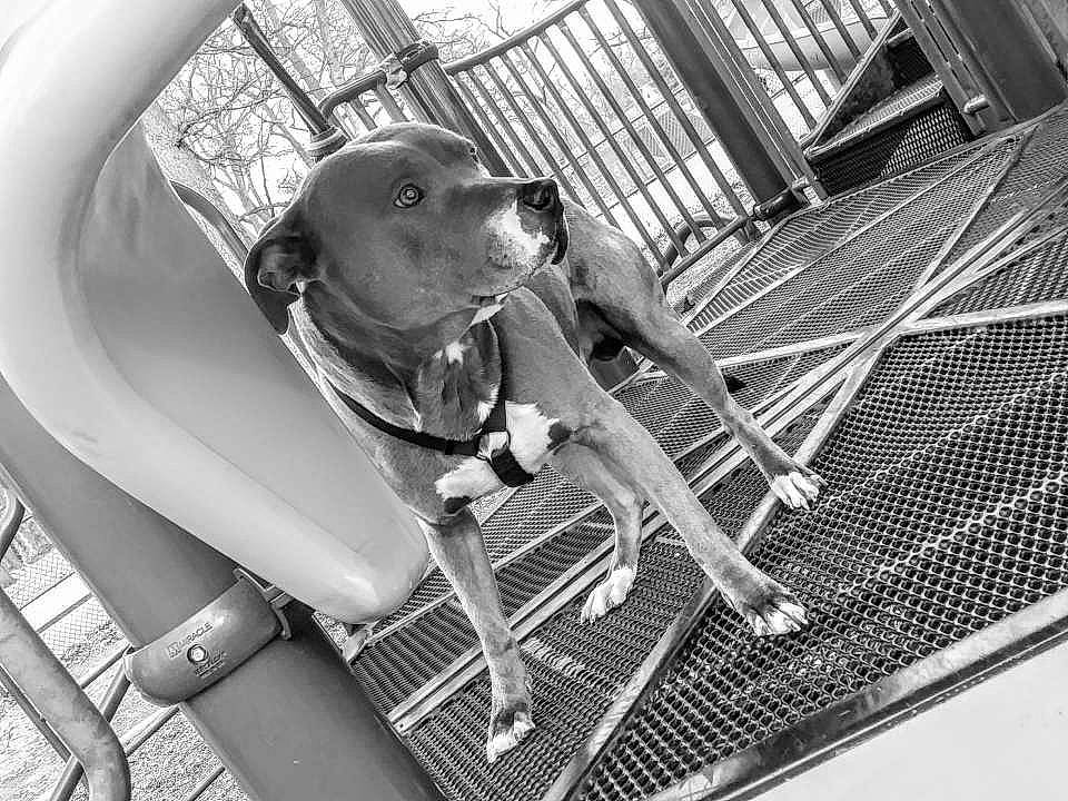 Chico is registered to the contest to win money with this photo: canidae, photography, snapshot