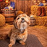 Casey joined the competition — help win amazing prizes! dog, cowboy_hat, birthday_banner, barn, hay_bales, barrel, boots, rustic, celebration, pet, canine, fur, brown, portrait, animal, cute, smiling, hat, floor, indoor