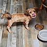 Casey joined the competition — help win amazing prizes! dog, pet, floor, wooden_floor, food_bowl, water_bowl, licking, playful, small_dog, indoor, fur, canine, fresh_haircut, animal, companion, cute, looking_up, brown_fur, tail, ears