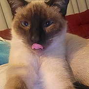 Piper is registered to the contest to win money with this photo: siamese_cat, cat, tongue_out, blue_eyes, close_up, indoor, pet, feline, cute, fur, whiskers, ears, cozy, cushion, blanket, relaxed, animal, mammal, portrait, playful