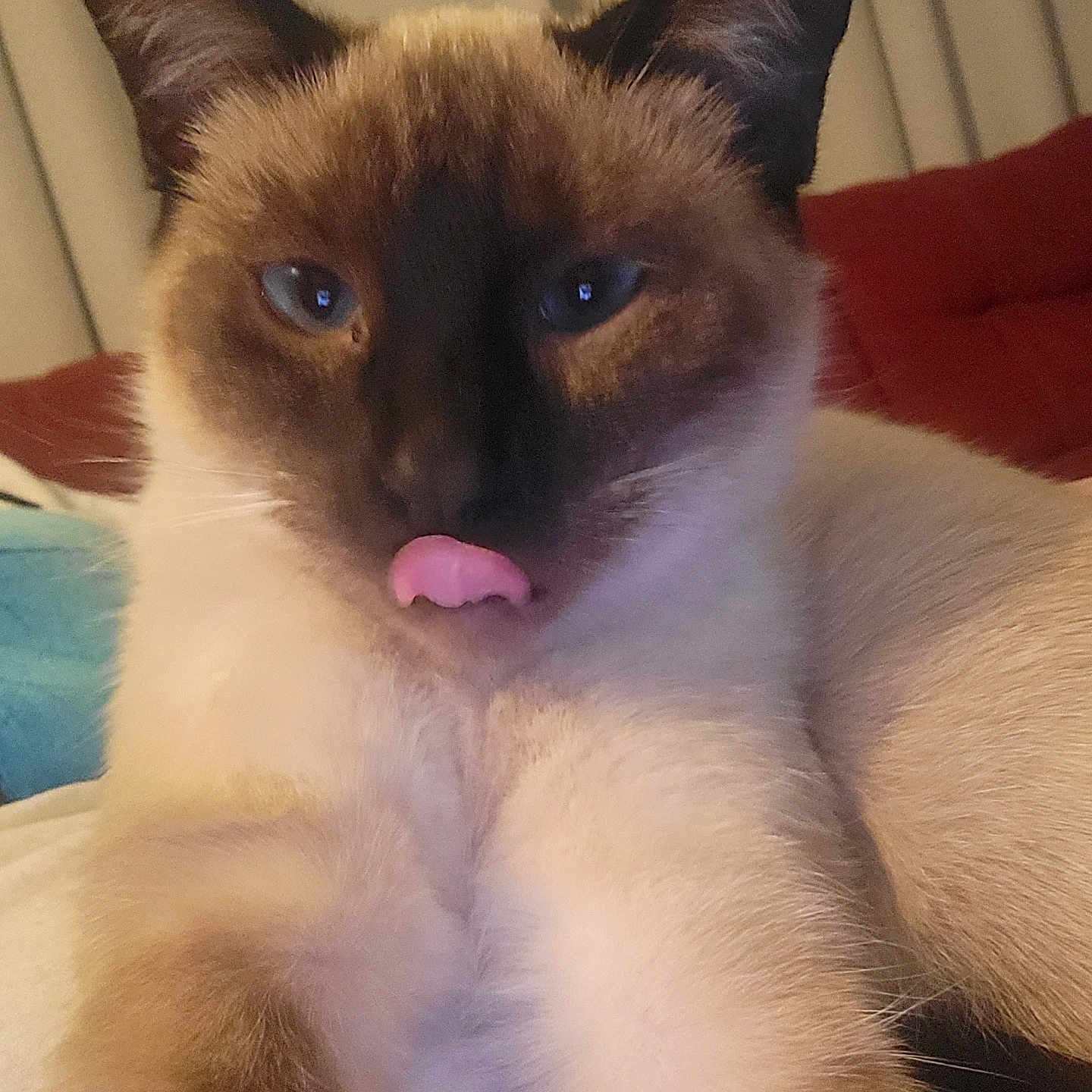 Piper is registered to the contest to win money with this photo: siamese_cat, cat, tongue_out, blue_eyes, close_up, indoor, pet, feline, cute, fur, whiskers, ears, cozy, cushion, blanket, relaxed, animal, mammal, portrait, playful