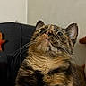 Whiskey is registered to the contest to win money with this photo: cat, tortoiseshell, wide_eyes, whiskers, fur, indoor, curious, pet, animal, closeup, face, portrait, feline, looking_up, tabby, cute, alert, mammal, domestic, expression