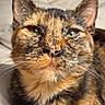 Whiskey is registered to the contest to win money with this photo: cat, tortoiseshell, pet, feline, close_up, animal, fur, whiskers, green_eyes, portrait, indoor, blanket, resting, cute, domestic_animal, face, ears, soft_light, relaxed, cozy