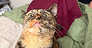 Whiskey is registered to the contest to win money with this photo: cat, tortoiseshell, wide_eyes, curious, surprised, pet, indoor, blanket, green_blanket, maroon_cloth, fur, whiskers, animal, domestic_cat, bedroom, person, sitting, looking_up, feline, close_up
