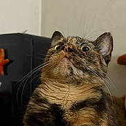 Whiskey is registered to the contest to win money with this photo: cat, tortoiseshell, wide_eyes, whiskers, fur, indoor, pet, animal, curious, surprised, close_up, portrait, feline, looking_up, mammal, domestic, cute, face, expression, background_blur