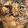 cat, tortoiseshell, close_up, portrait, animal, pet, feline, whiskers, fur, ears, eyes, face, cute, domestic_animal, indoor, resting, soft_light, muzzle, looking_at_camera, natural_light