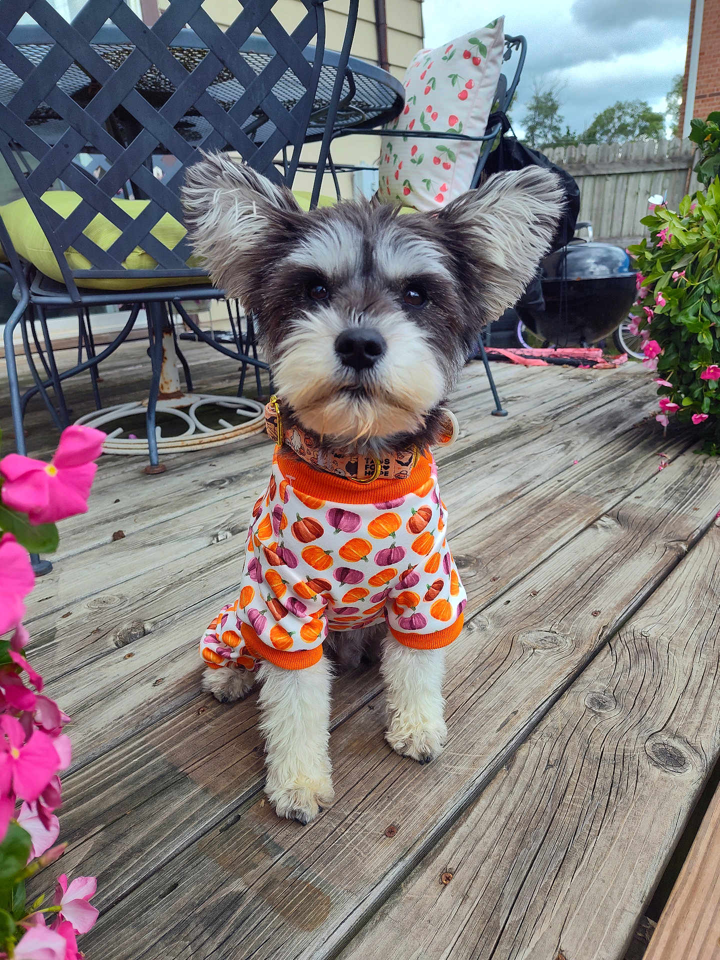 Kyra is registered to the contest to win money with this photo: dog, puppy, outdoor, deck, wooden_floor, flower, pink_flower, chair, table, cushion, pumpkin_pattern, costume, pet_clothing, collar, fence, grill, cloudy_sky, plant, garden, cute