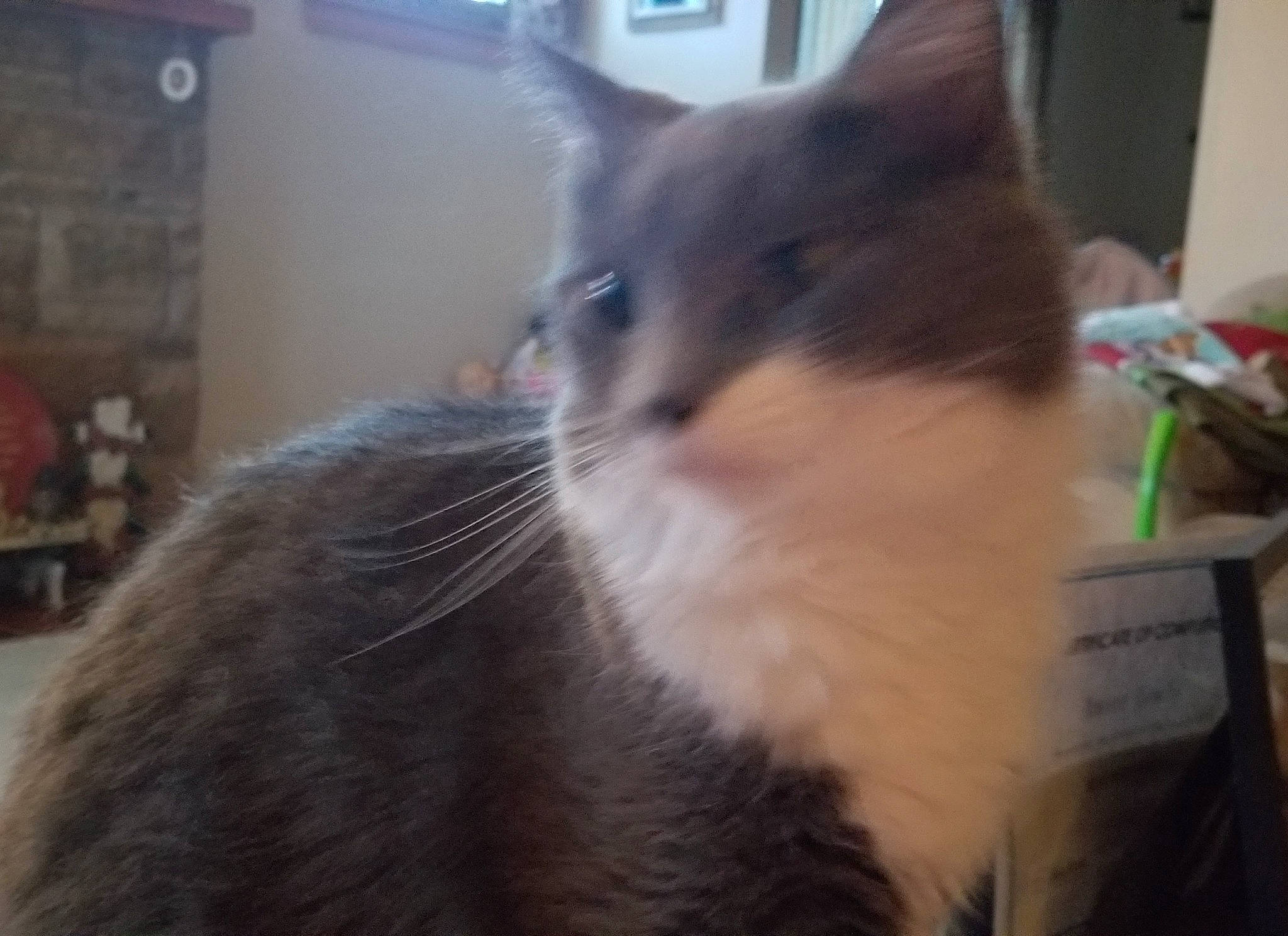 Minx is registered to the contest to win money with this photo: box, cat, domestic_short_haired_cat, felidae, fur, picture_frame, small_to_medium_sized_cats, whiskers, window