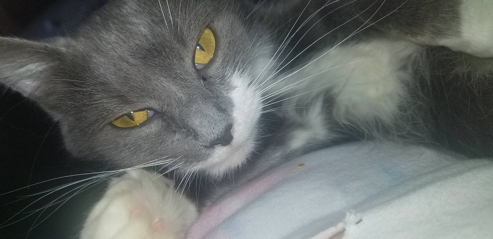 Minx is registered to the contest to win money with this photo: black_cat, carnivore, cat, claw, domestic_short_haired_cat, ear, felidae, fur, grey, monochrome_photography, paw, small_to_medium_sized_cats, snout, tail, terrestrial_animal, whiskers, window