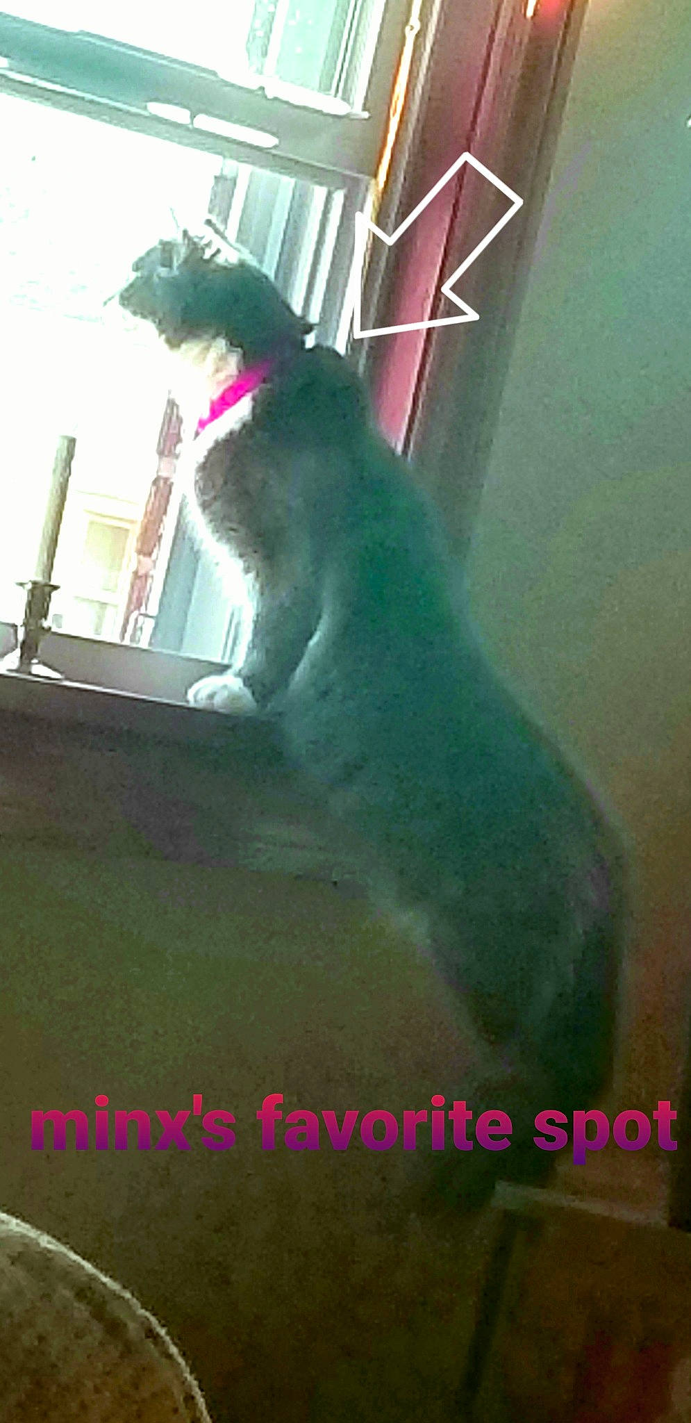 Minx is registered to the contest to win money with this photo: carnivore, cat, companion_dog, dog_breed, felidae, font, fur, line, magenta, pet_supply, photo_caption, rectangle, small_to_medium_sized_cats, snout, sporting_group, square, tail, tints_and_shades, whiskers, window