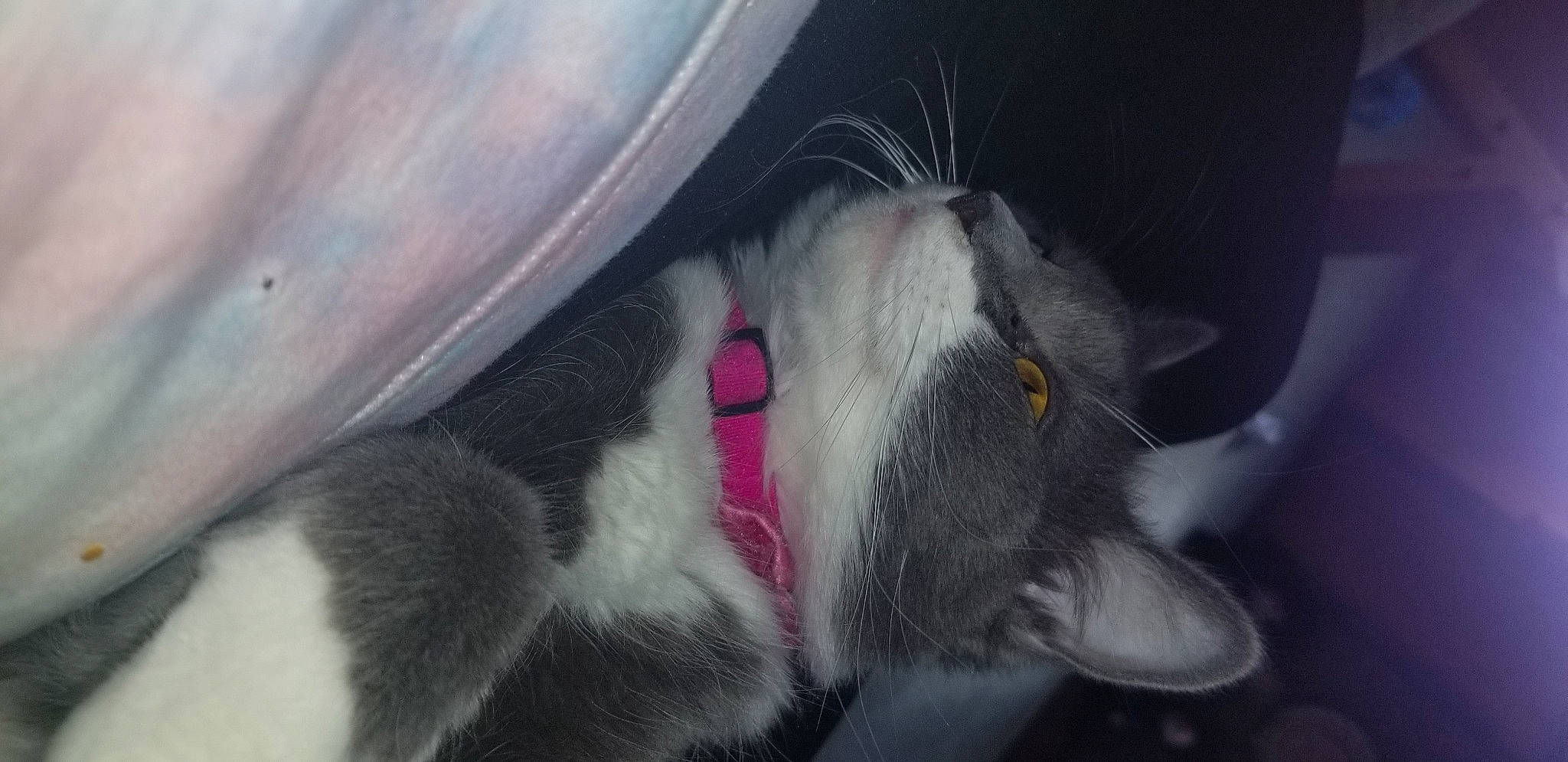 Minx is registered to the contest to win money with this photo: auto_part, automotive_tire, car, carnivore, cat, claw, dog_breed, domestic_short_haired_cat, ear, felidae, foot, fur, grey, paw, plant, small_to_medium_sized_cats, tail, tree, vehicle_door, whiskers