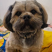 Happy a rejoint le concours — aidez-le/la à gagner de superbes lots ! adorable, animal, blanket, collar, companion, cute, dog, domestic, ears, eyes, face, fluffy, friend, fur, indoor, nostrils, paw, pet, portrait, sitting