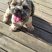 Happy a rejoint le concours — aidez-le/la à gagner de superbes lots ! dog, pet, canine, tongue_out, happy, outdoor, wooden_deck, sunlight, groomed, small_dog, fur, animal, playful, sitting, summer, shadow, closeup, nature, domestic_animal, companion