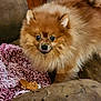 dog, pomeranian, fluffy, brown, pet, indoor, couch, blanket, cookie, snack, curious, animal, fur, face, ears, small_dog, home, cozy, looking, mischievous