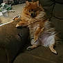 Tank is registered to the contest to win money with this photo: dog, pomeranian, fluffy, pet, brown_armchair, relaxing, indoor, furniture, curious, fur, paw, face, small_dog, home, cozy, room, carpet, spray_bottle, paper, casual