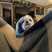 Benji joined the competition — help win amazing prizes! dog, blanket, indoor, cozy, fur, pet, small_dog, wrapped, snug, homedecor, television, shelf, toy_cars, wood_trim, plush, curious, closeup, living_room, comfort, relaxed