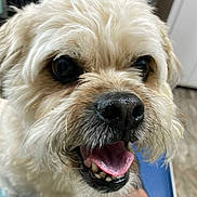 Gizmo joined the competition — help win amazing prizes! dog, close_up, fluffy, white_dog, tongue_out, mouth_open, paw, person_hand, blue_surface, towel, indoor, animal, pet, canine, happy, friendly, fur, nose, veterinary, grooming